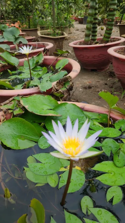 vườn cây cảnh nguyện phát - cửa hàng bán buôn cây cảnh