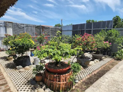 vườn cây cảnh phú thắng lợi - cửa hàng bán buôn cây cảnh