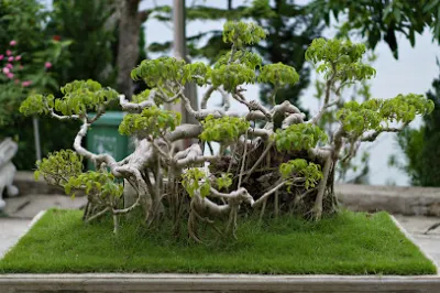 vườn cây cảnh yên cường phát - cửa hàng bán buôn cây cảnh