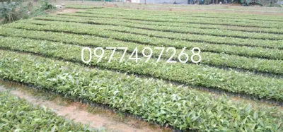 vườn cây giống dùng mùi - vườn ươm vườn cây giống dùng mùi - vườn ươm
