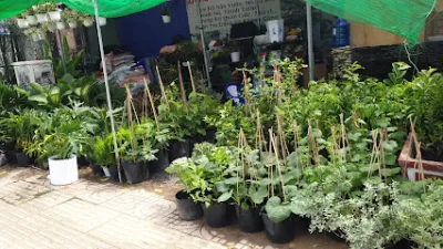 vườn cây giống, hoa kiểng, cây cảnh nhà nông - cửa hàng vườn cây giống, hoa kiểng, cây cảnh nhà nông - cửa hàng