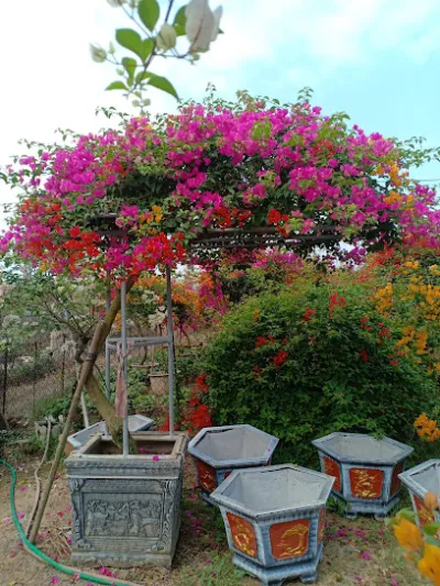 vườn cây hoàn xuân - cửa hàng bán buôn cây cảnh vườn cây hoàn xuân - cửa hàng bán buôn cây cảnh