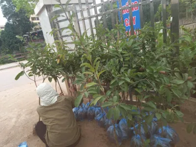 vườn giống cây trồng nông lâm giá gốc - vườn ươm