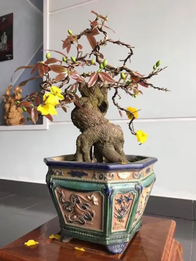 vườn hoa cây cảnh bảy thứng - cửa hàng hoa