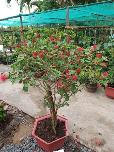 vườn hoa kiểng anh thơ - cửa hàng hoa