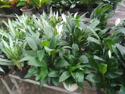 vườn hoa kiểng khánh tuyết - cửa hàng hoa