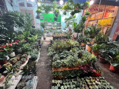 vườn hoa sinh viên hvnn - cửa hàng bán buôn cây cảnh