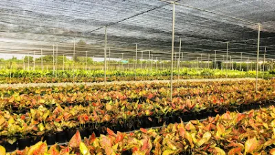 vườn kiểng hiếu tài - trung tâm cây cảnh