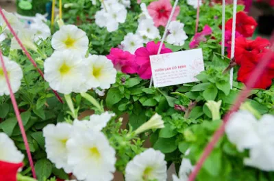 vườn lan cô định - cửa hàng bán buôn cây cảnh