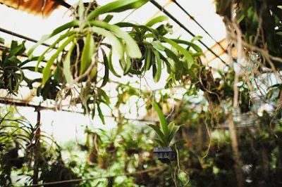 vườn lan ninh bình - dịch vụ cây xanh