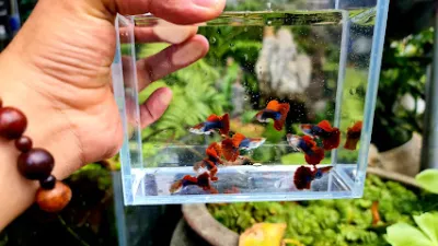 vườn mộc ngư - cửa hàng cá cảnh