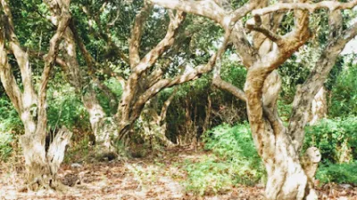 vườn nhãn cổ trên trăm tuổi - điểm thu hút khách du lịch