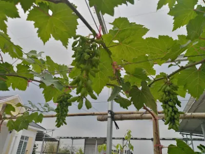 vườn nho sóc trăng