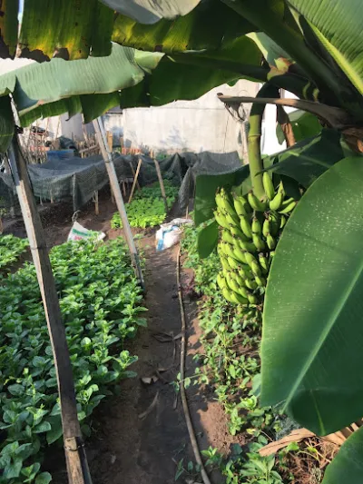 vườn rau sạch bà cúc đt 0975735947 cung cấp rau sạch - cửa hàng rau quả