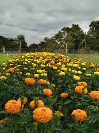 vườn rau sạch hữu cơ - cửa hàng rau quả