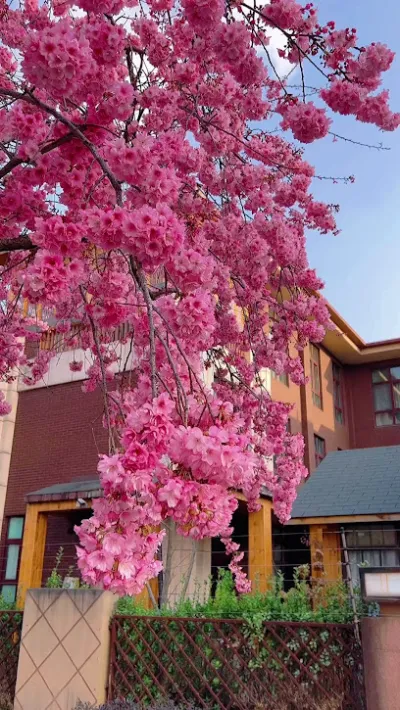 vườn sen đá tuyên quang - vườn ươm