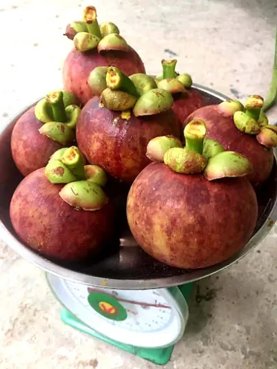 vườn sinh thái, câu cá giải trí tám nhiều - vườn cây ăn quả