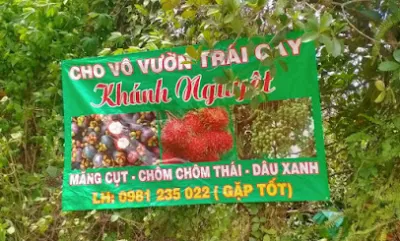 vườn trái cây khánh nguyệt - bến chành - nhà bán buôn nông sản