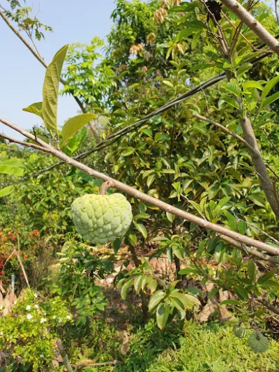 vườn trái cây việt thiện