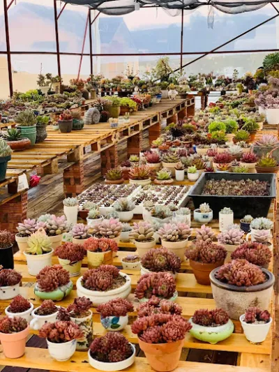 vườn ươm cây cảnh hp garden - cửa hàng bán buôn cây cảnh