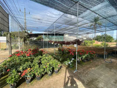vườn ươm cây giống tuấn thương - vườn ươm vườn ươm cây giống tuấn thương - vườn ươm