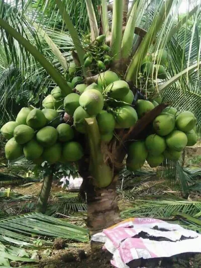 vườn ươm dừa dứa thái hoàng toàn - vườn ươm