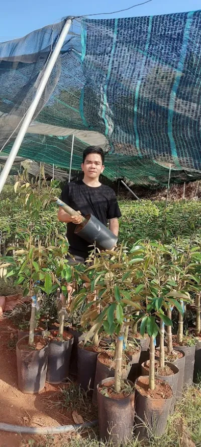 vườn ươm giống cây trồng tây nguyên - văn phòng công ty vườn ươm giống cây trồng tây nguyên - văn phòng công ty