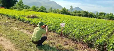 vườn ươm hà nam - công ty tnhh lâm nghiệp hà nam - vườn ươm