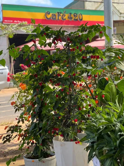 vườn ươm hiệp hoa - cửa hàng bán buôn