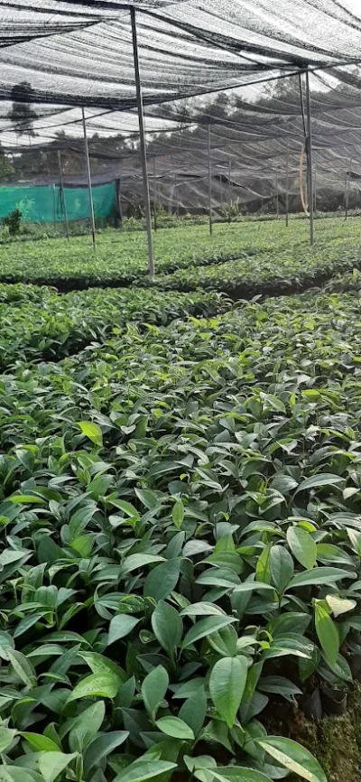 vườn ươm quế giống thiệu thu - trang trại cây