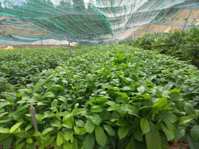 vườn ươm quế hiệp - nhà cung cấp hạt giống