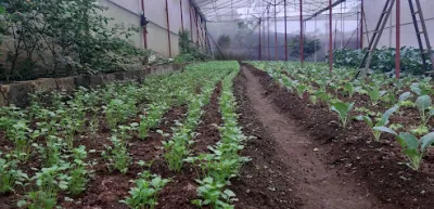 vườn ươm rau giống dực mai - vườn ươm