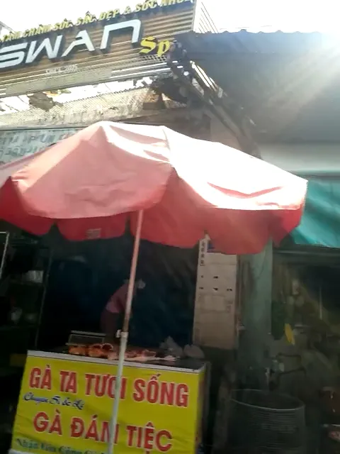 gà ta tươi sống