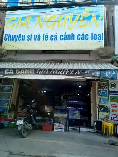 Địa điểm, cửa hàng chuyên sỉ và lẻ cá cảnh các loại Địa điểm, cửa hàng chuyên sỉ và lẻ cá cảnh các loại
