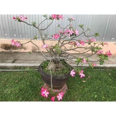 Cây Cảnh, Đồ Trang Trí Quận Thanh Khê - Đà Nẵng Cây Xanh Và Sứ Cây Cảnh, Đồ Trang Trí Quận Thanh Khê - Đà Nẵng Cây Xanh Và Sứ