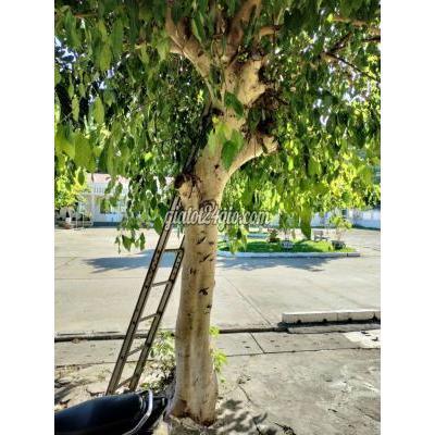 cây cảnh, đồ trang trí quận liên chiểu - đà nẵng | cần nhượng lại cây sung ...