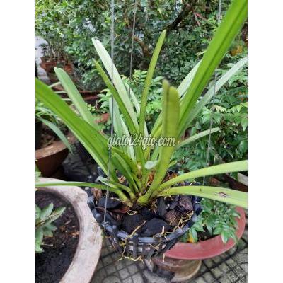 cây cảnh, đồ trang trí huyện vĩnh cửu - đồng nai | thanh lý lan ...