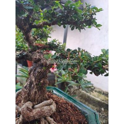 Cây Cảnh, Đồ Trang Trí Thành Phố Biên Hòa - Đồng Nai Sam Trái Bonsai Cây Cảnh, Đồ Trang Trí Thành Phố Biên Hòa - Đồng Nai Sam Trái Bonsai
