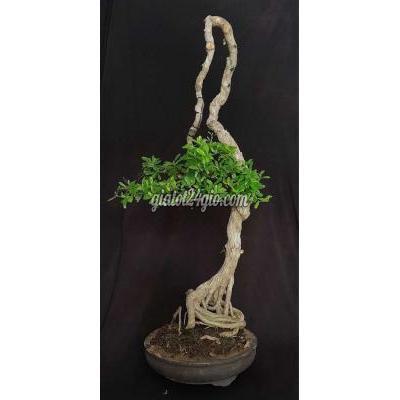 cây cảnh, đồ trang trí quận tân phú - hồ chí minh | cây linh sam văn ...