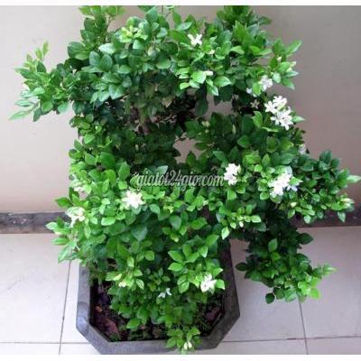 Cây Cảnh, Đồ Trang Trí Thành Phố Thủ Đức - Hồ Chí Minh Cây Hoa Nguyệt Quế Cây Cảnh, Đồ Trang Trí Thành Phố Thủ Đức - Hồ Chí Minh Cây Hoa Nguyệt Quế