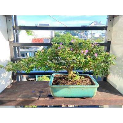 cây cảnh, đồ trang trí thành phố thủ đức - hồ chí minh linh sam 86
