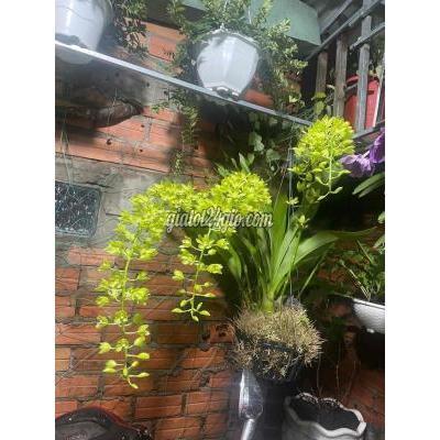 cây cảnh, đồ trang trí quận 12 - hồ chí minh | lan kiếm hoàng hậu đang ra con và ...