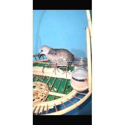 chim thành phố bến tre - bến tre | cu gáy thuần lồng ...