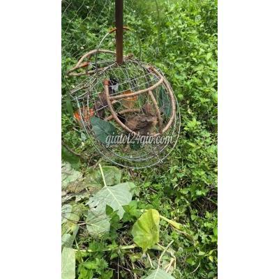 chim huyện nhơn trạch - đồng nai bán 2 em mao