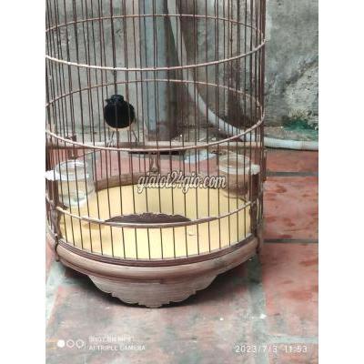 chim quận cầu giấy - hà nội | combo choè than   lồng biên ...