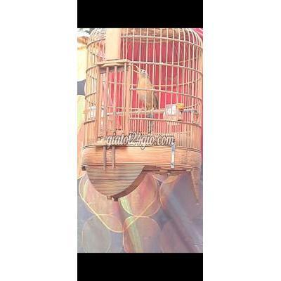 chim quận bình thạnh - hồ chí minh | bán họa mi thuần 2 mùa siêng ...