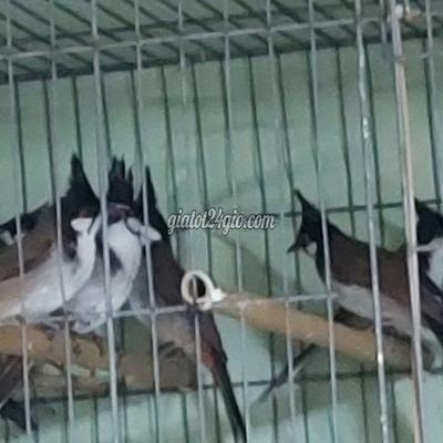 Chim Quận Tân Bình - Hồ Chí Minh Chào Mào Avi Có Con Gần 1năm Mào Đẹp Sĩ Lẽ Chim Quận Tân Bình - Hồ Chí Minh Chào Mào Avi Có Con Gần 1năm Mào Đẹp Sĩ Lẽ