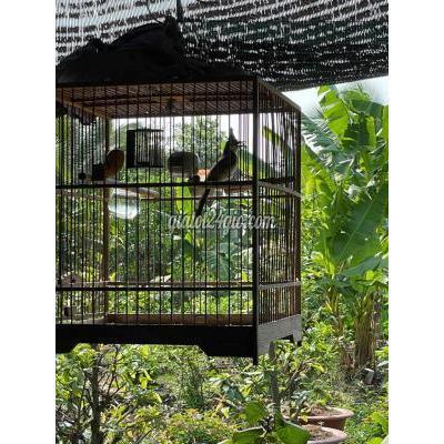 chim huyện bình chánh - hồ chí minh | chào mào 6 tháng lồng gl ...