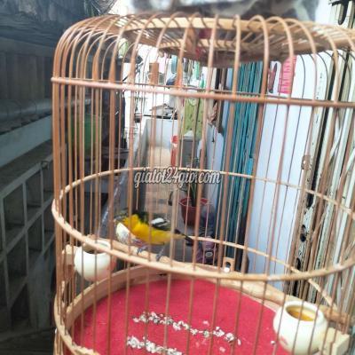 chim quận 5 - hồ chí minh | bộ huýt cô đầu đen cám cứng 2 tháng ...