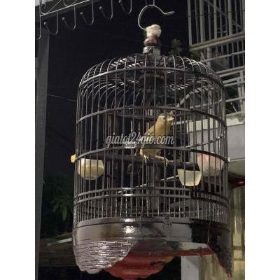 chim quận gò vấp - hồ chí minh | thanh lý chim hoạ mi cho ...